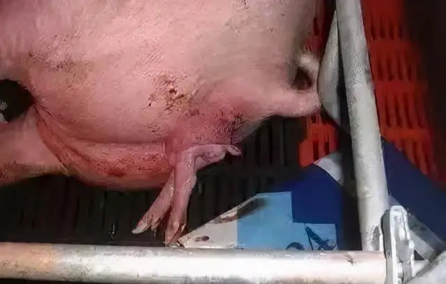 ĸ̹