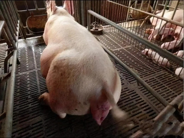 ĸ̹