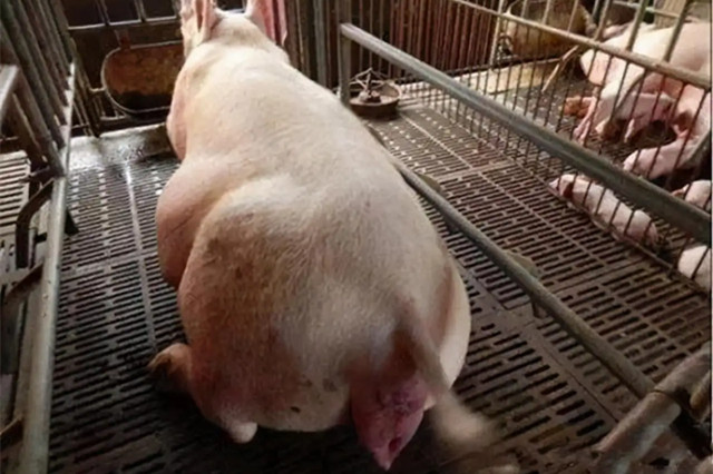 ĸ̹